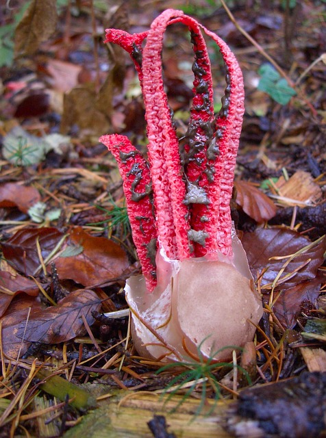 蘑菇 墨鱼真菌 蘑菇型 Clathrus - 上的免费照片