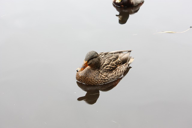鸟 鸭 池塘 - 上的免费照片