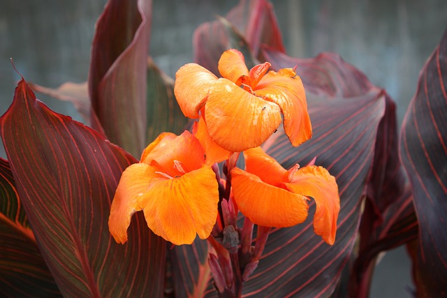 美人蕉百合 美人蕉杂交 花 - 上的免费照片