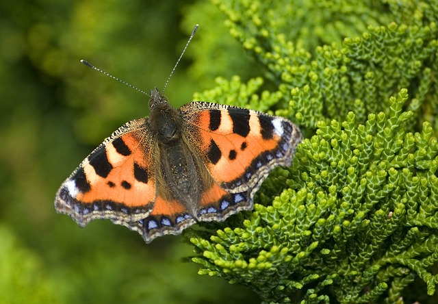 英国蝴蝶 玳瑁蝴蝶 昆虫 - 上的免费照片