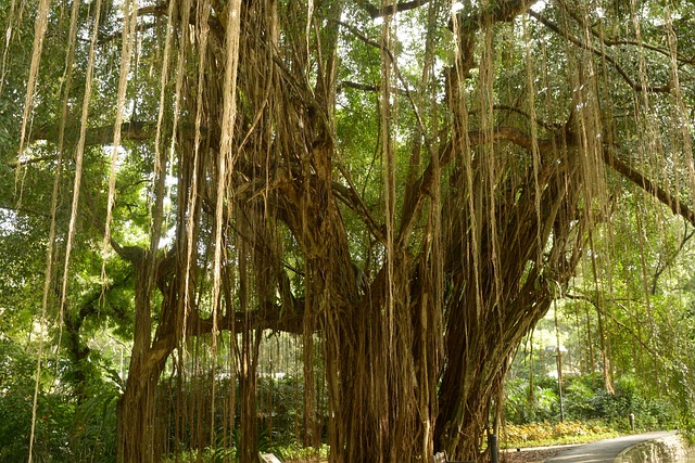 气生根 巨树 藤本植物 - 上的免费照片