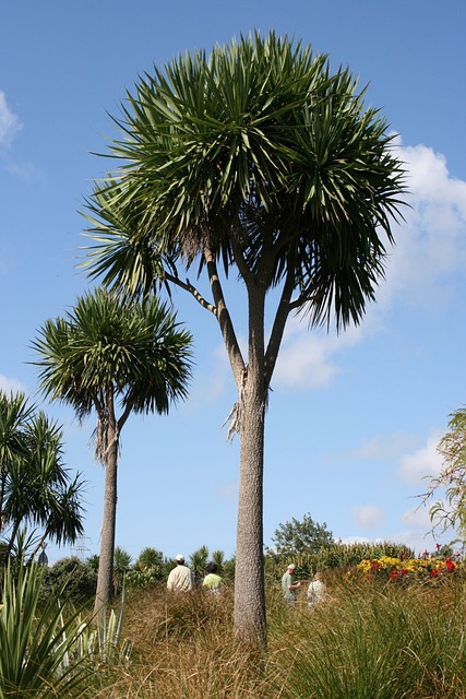 棕榈树 Cordyline 澳大利亚 植物园 - 上的免费照片