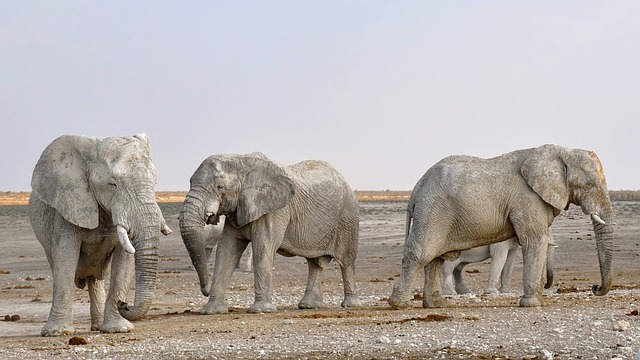 大象 树干 非洲丛林大象 - 上的免费照片