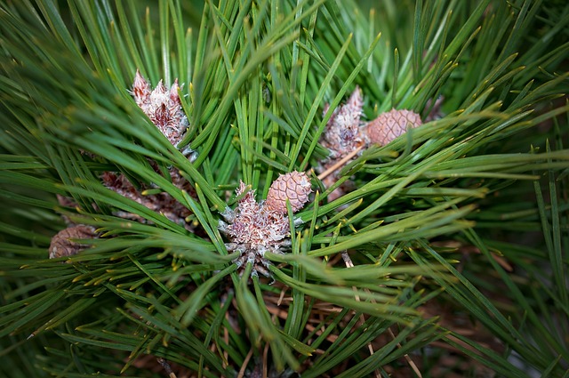 松 植物 树 - 上的免费照片