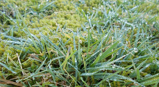 雪露 绿草 草地 - 上的免费照片