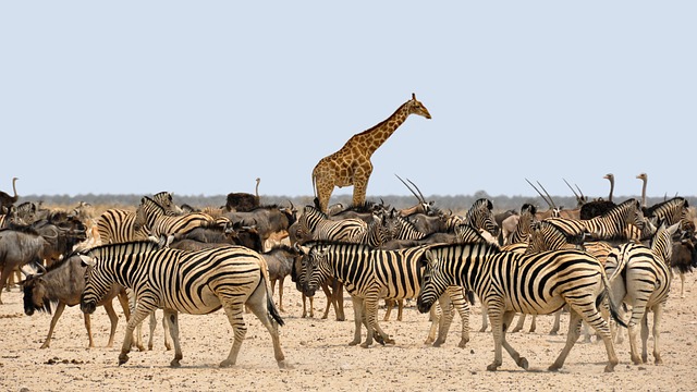 斑马 长颈鹿 非洲 - 上的免费照片