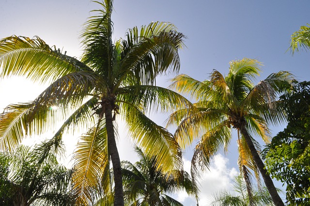 椰子树 海滩 西印度群岛 - 上的免费照片