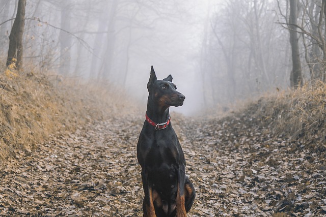 杜宾 短毛猎犬 狗 - 上的免费照片