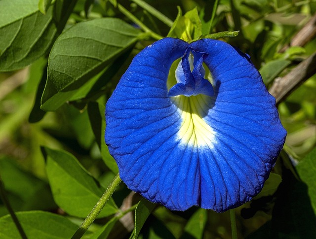 花蝴蝶豌豆 蓝色和白色 阴蒂 - 上的免费照片