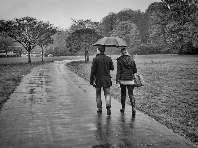 雨 胡说八道 公园 - 上的免费照片