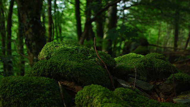森林 树木 摩丝 - 上的免费照片