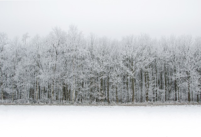 白色的 雪 森林 - 上的免费照片