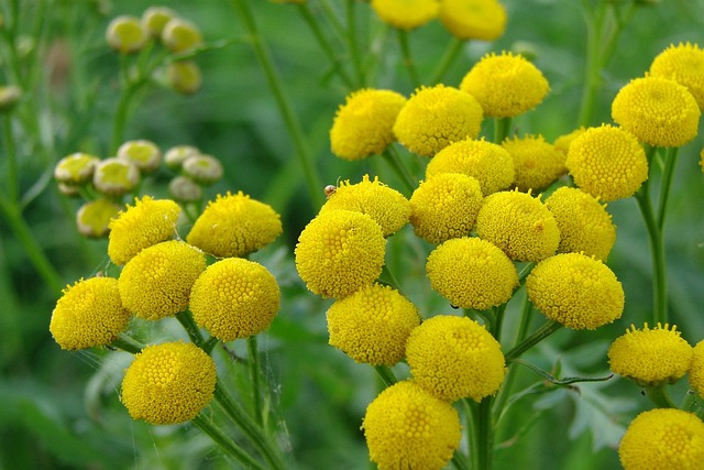 艾菊 替代药物 常见的 - 上的免费照片