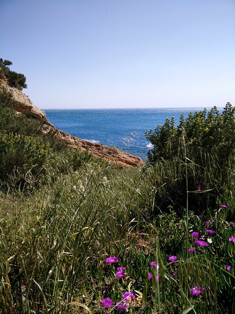 海边 夏季花卉 法国 - 上的免费照片