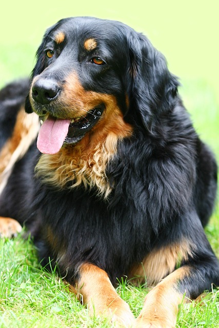 狗 霍瓦沃特 黑褐色 - 上的免费照片