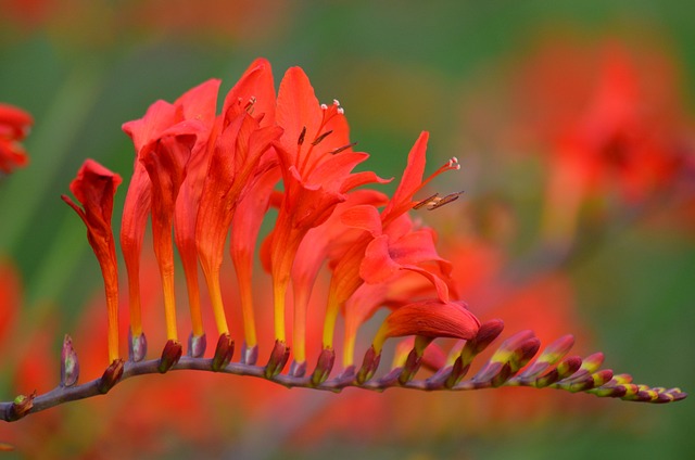 鲜花 红色的花朵 自然 - 上的免费照片