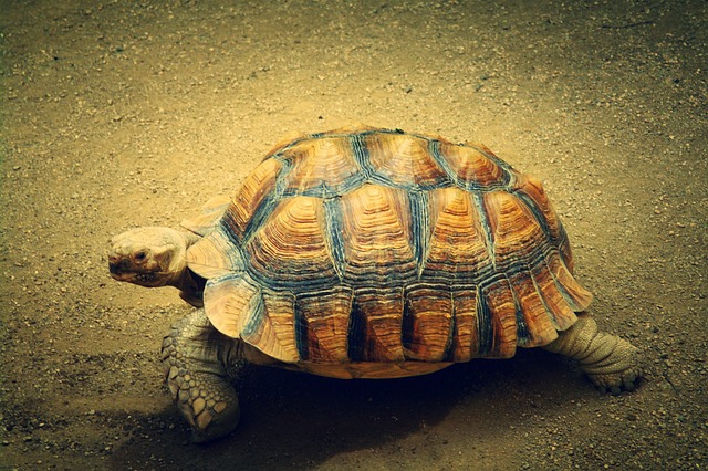 龟 动物 大自然 - 上的免费照片