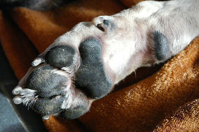 狗 狗爪 幸福 - 上的免费照片