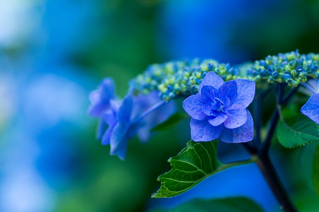 绣球花 蓝色花瓣 植物 - 上的免费照片