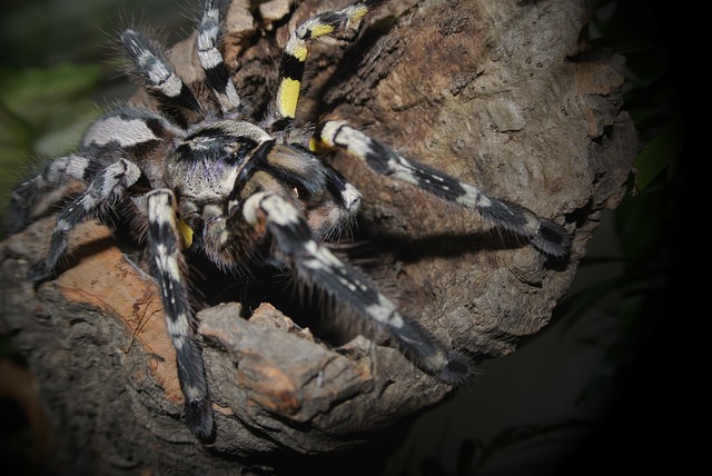斑蝥 狼蛛 蜘蛛 - 上的免费照片