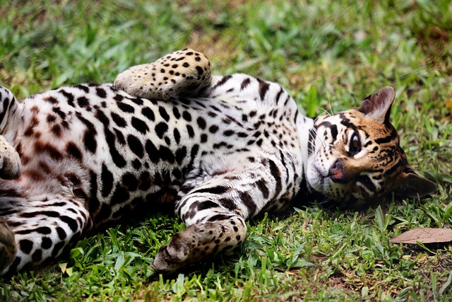 豹猫 猫科动物 动物 - 上的免费照片