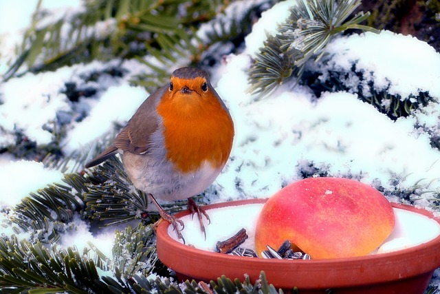 知更鸟 Erithacus Rubecula 鸟 - 上的免费照片