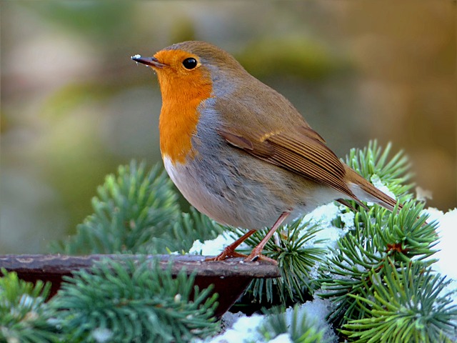 知更鸟 Erithacus Rubecula 鸟 - 上的免费照片