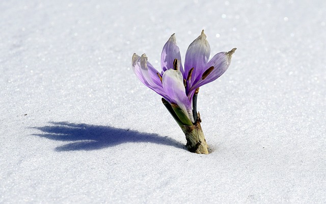 冬花 雪 植物学 - 上的免费照片