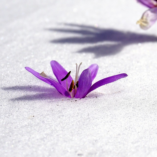 冬花 雪 植物学 - 上的免费照片