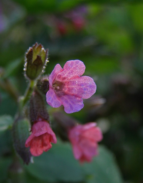 春天 田野花 粉红色的花 - 上的免费照片