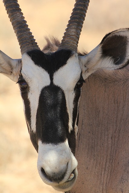 大羚羊 喀拉哈里沙漠 动物 - 上的免费照片