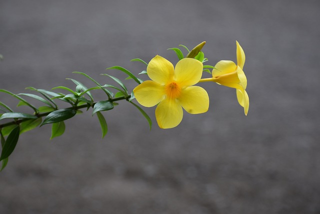 黄铃花 毛茛花 金喇叭花 - 上的免费照片