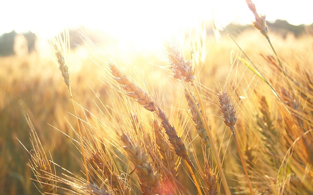 字段 Wheatfield - 上的免费照片