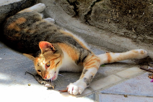 猫和干老鼠 猫 天鹅绒爪子 - 上的免费照片