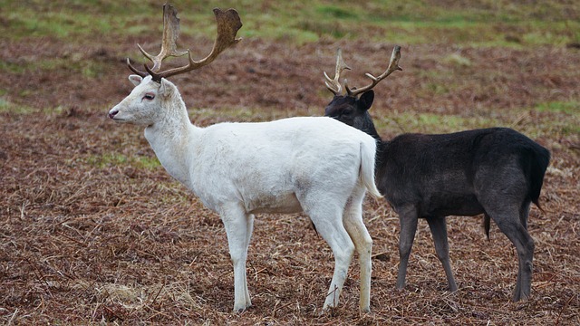 鹿 麈 白色的 - 上的免费照片