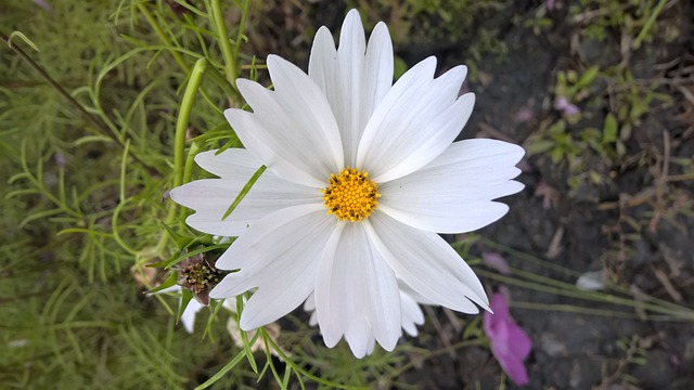 大波斯菊 花 养育 - 上的免费照片