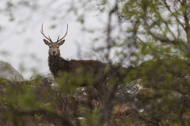 红鹿 苏格兰 高地 - 上的免费照片