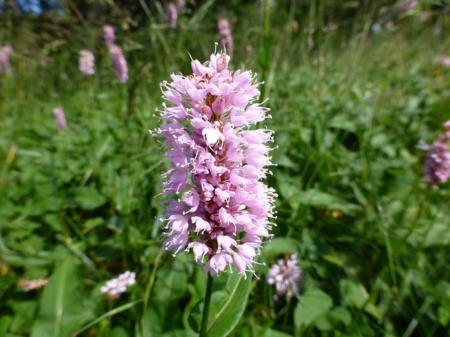 Dactylorhiza 花 开花 - 上的免费照片