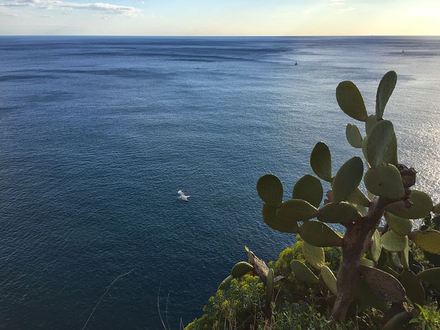 海 海鸥 鸟 - 上的免费照片