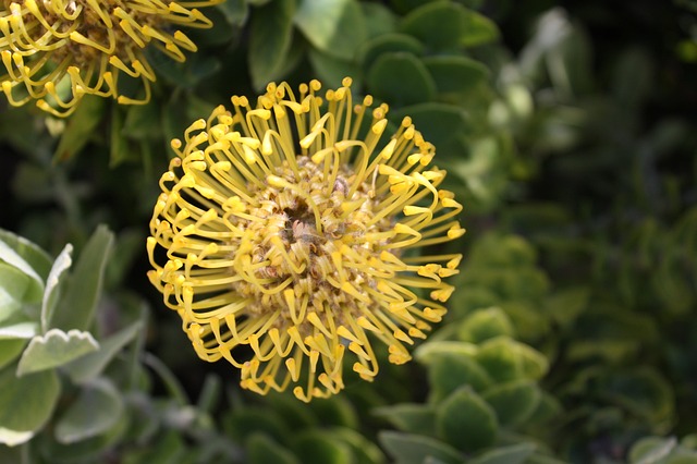 枕形蛋白 Leucospermum 南非 - 上的免费照片