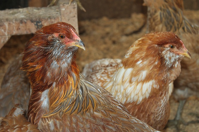 鸡 阿默库库纳 农场 - 上的免费照片