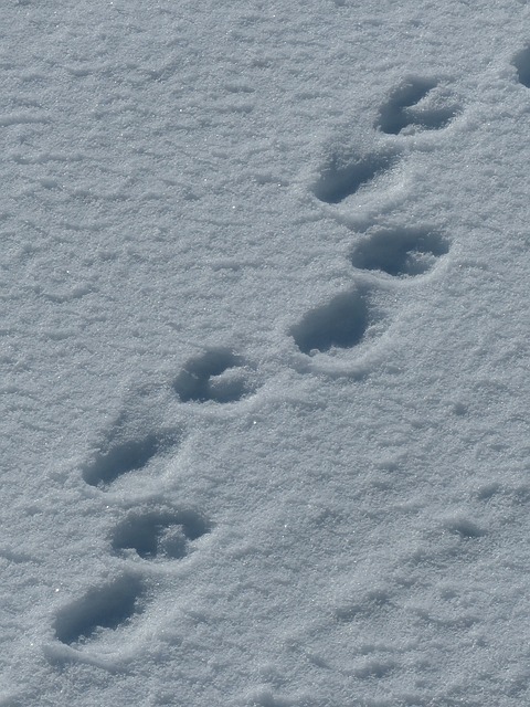 斯匹次卑尔根 北极熊 感觉 - 上的免费照片