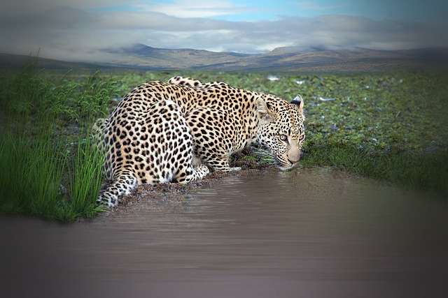 豹 动物 喝 - 上的免费照片