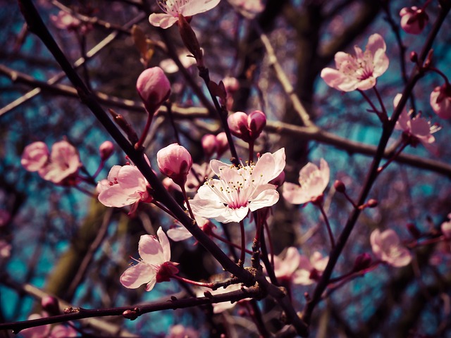 杏花 花朵 盛开 - 上的免费照片