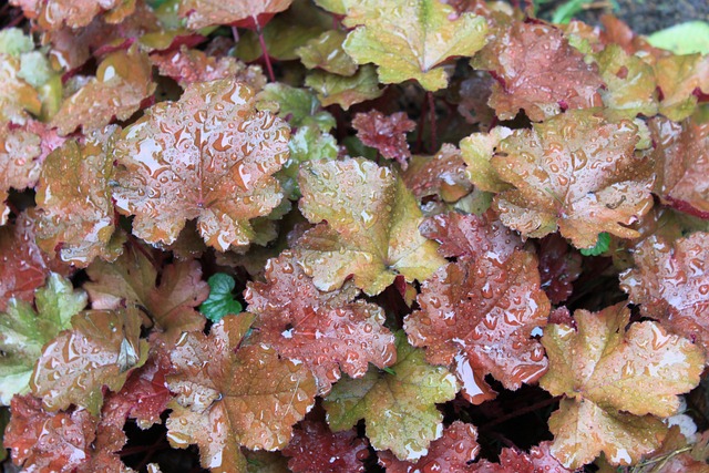 叶子 多年生 雨 - 上的免费照片