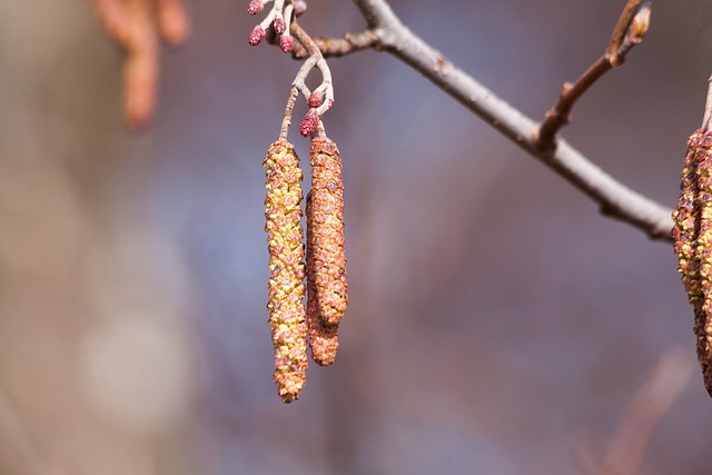 花序 桤木 春天 - 上的免费照片
