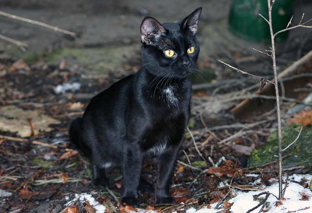 猫 国内的 宠物黑 - 上的免费照片