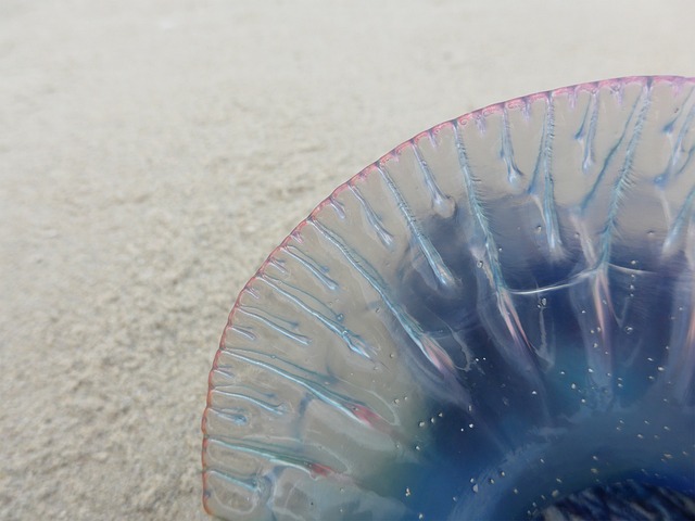 海蜇 海滩 海 - 上的免费照片