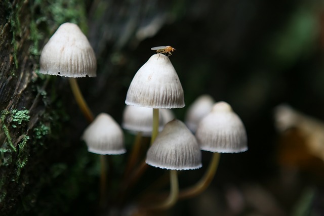 独自的 秋天 背景 - 上的免费照片