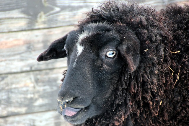 羊 黑色的 羊毛 - 上的免费照片